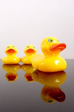 Büyük ördek takip ördekler grubu. Liderlik kavramsal.