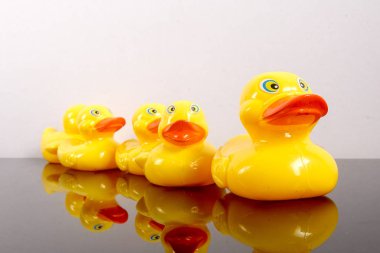 Büyük ördek takip ördekler grubu. Liderlik kavramsal.