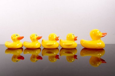 Büyük ördek takip ördekler grubu. Liderlik kavramsal.