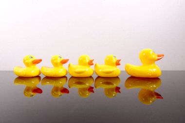 Büyük ördek takip ördekler grubu. Liderlik kavramsal.