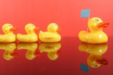 Büyük ördek takip ördekler grubu. Liderlik kavramsal.