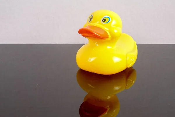 A yellow duck isolated on white with mirror refflection. Leadership conceptual.