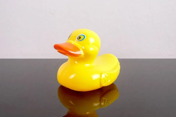 A yellow duck isolated on white with mirror refflection. Leadership conceptual.