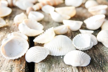 Deniz kabuklarını, deniz yıldızı ve kelebek kum üzerinde bir sürü. Egzotik kavramı. Yaz plaj.