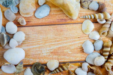Ahşap arka plan üzerinde izole plaj deniz kabuğu.