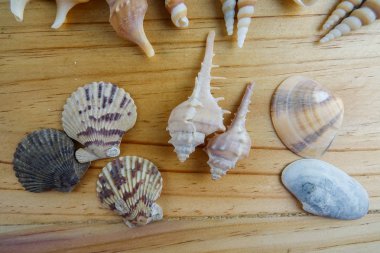 Ahşap arka plan üzerinde izole plaj deniz kabuğu.