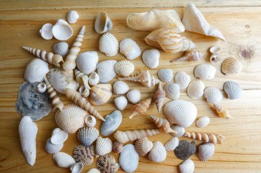 Ahşap arka plan üzerinde izole plaj deniz kabuğu.