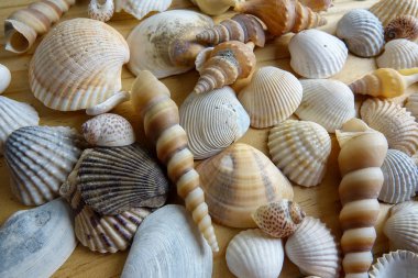 Ahşap arka plan üzerinde izole plaj deniz kabuğu.