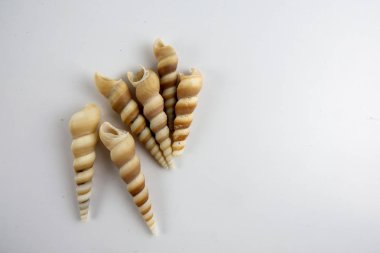 Beyaz arka plan üzerinde izole plaj deniz kabuğu.