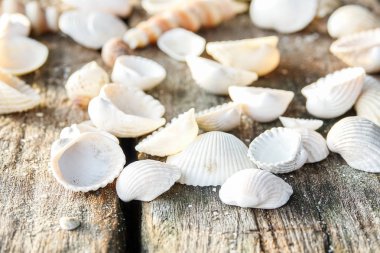 Deniz kabuklarını, deniz yıldızı ve kelebek kum üzerinde bir sürü. Egzotik kavramı. Yaz plaj.