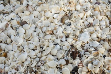Deniz kabuklarını, deniz yıldızı ve kelebek kum üzerinde bir sürü. Egzotik kavramı. Yaz plaj.