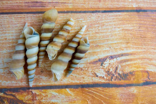 Conchiglia Isolata Uno Sfondo Legno — Foto Stock