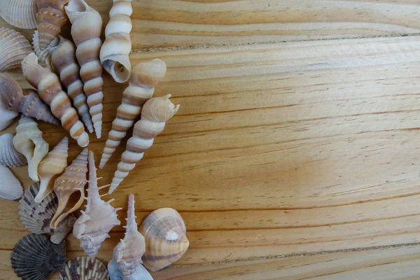 Strand Muschel Isoliert Auf Einem Hölzernen Hintergrund — Stockfoto