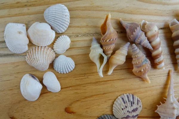 在木质背景下被隔离的海滩贝壳 — 图库照片