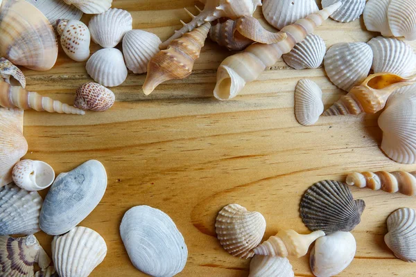 Beach Seashell Isolated Wooden Background — Stock Photo, Image