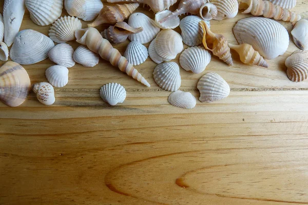 Beach Seashell Isolated Wooden Background — Stock Photo, Image