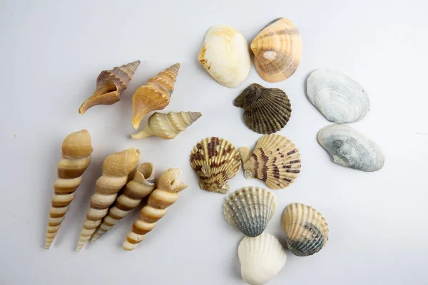 Stranden Seashell Isolerad Vit Bakgrund — Stockfoto