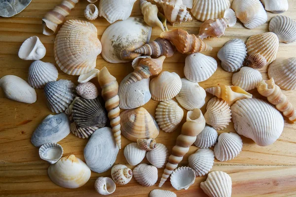 Strand Muschel Isoliert Auf Einem Hölzernen Hintergrund — Stockfoto