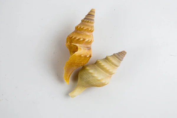 Conchiglia Spiaggia Isolata Sfondo Bianco — Foto Stock