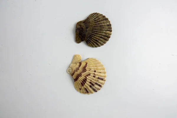 Stranden Seashell Isolerad Vit Bakgrund — Stockfoto