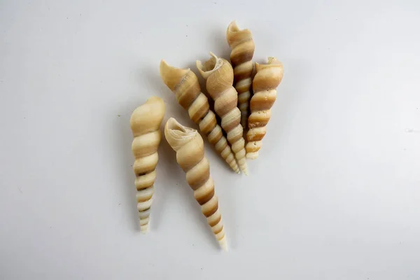 Conchiglia Spiaggia Isolata Sfondo Bianco — Foto Stock