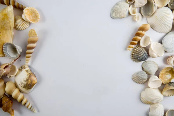 Strand Muschel Isoliert Auf Weißem Hintergrund — Stockfoto
