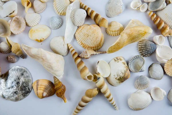 Conchiglia Spiaggia Isolata Sfondo Bianco — Foto Stock