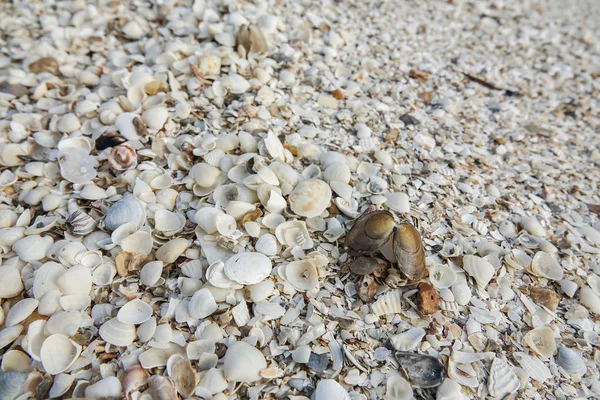 Deniz kabuklarını, deniz yıldızı ve kelebek kum üzerinde bir sürü. Egzotik kavramı. Yaz plaj.