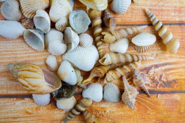 Ahşap arka plan üzerinde izole plaj deniz kabuğu.