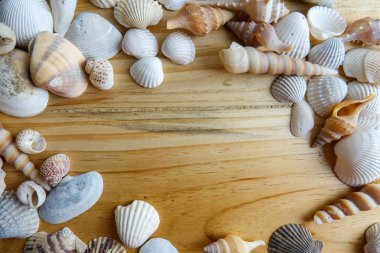 Ahşap arka plan üzerinde izole plaj deniz kabuğu.