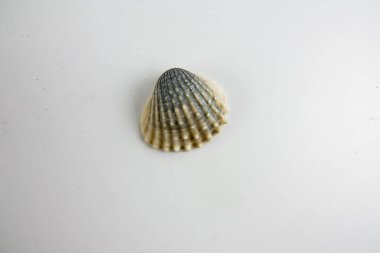 Beyaz arka plan üzerinde izole plaj deniz kabuğu.