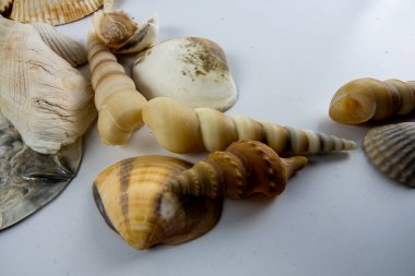 Beyaz arka plan üzerinde izole plaj deniz kabuğu.