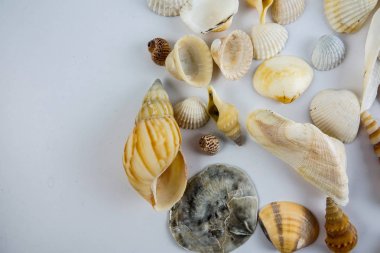 Beyaz arka plan üzerinde izole plaj deniz kabuğu.