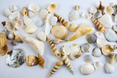 Beyaz arka plan üzerinde izole plaj deniz kabuğu.