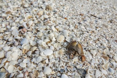 Deniz kabuklarını, deniz yıldızı ve kelebek kum üzerinde bir sürü. Egzotik kavramı. Yaz plaj.