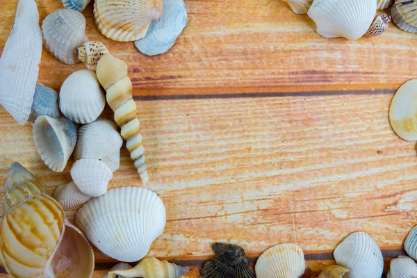 Ahşap arka plan üzerinde izole plaj deniz kabuğu.