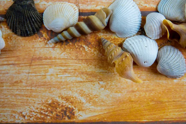 Beach Seashell Isolated Wooden Background — Stock Photo, Image