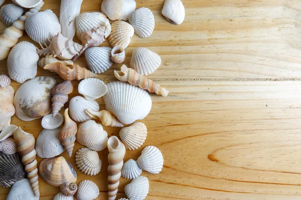 Beach Seashell Isolated Wooden Background — Stock Photo, Image