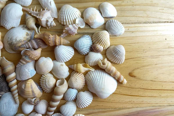 在木质背景下被隔离的海滩贝壳 — 图库照片