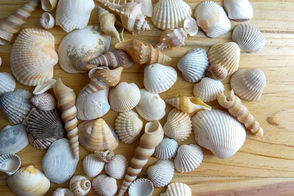 Stranden Seashell Isolerad Trä Bakgrund — Stockfoto