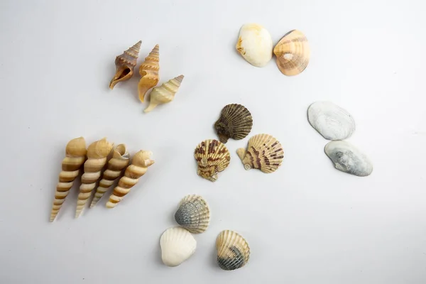 Conchiglia Spiaggia Isolata Sfondo Bianco — Foto Stock