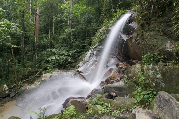 tropik ormandaki küçük şelaleler.