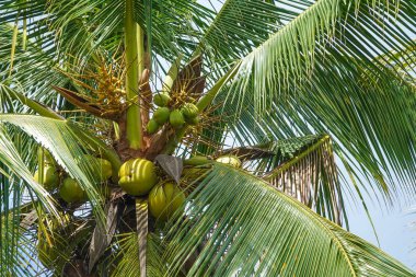 Hindistan cevizi plam ağacı üzerinde mavi bir bulutlu gökyüzü.