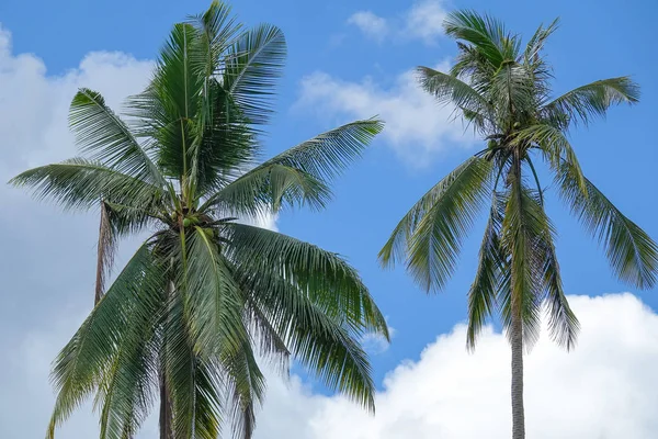 Coconut Plam Tree Blue Cloudy Sky — Stock Photo, Image
