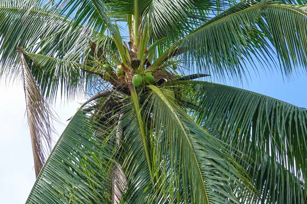 Plam Árbol Coco Cielo Azul Nublado — Foto de Stock