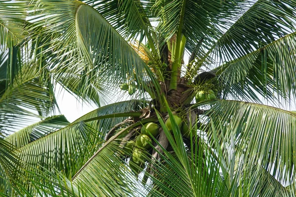 Coconut Plam Tree Blue Cloudy Sky — Stock Photo, Image