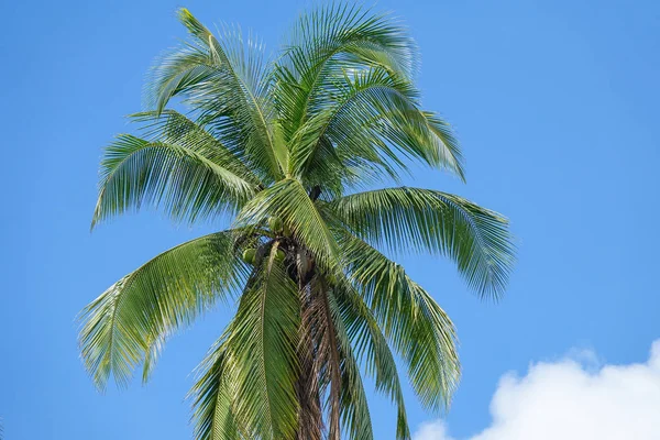 Coconut Plam Tree Blue Cloudy Sky — Stock Photo, Image