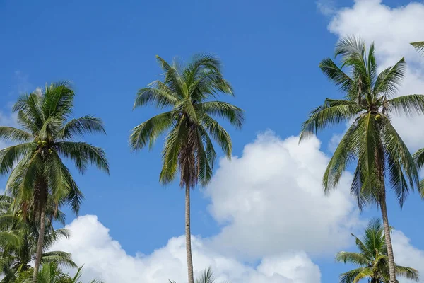 Coconut Plam Tree Blue Cloudy Sky — Stock Photo, Image