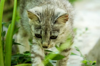 Bir kirli aç sokak kedisi evde yakın çekim.