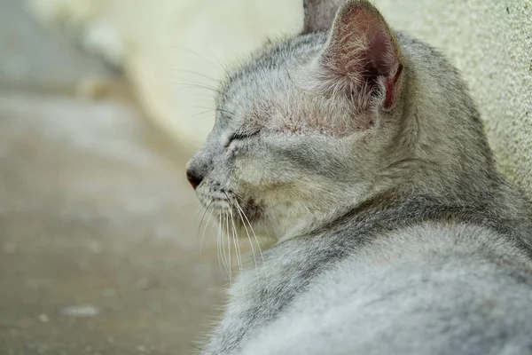 Bir kirli aç sokak kedisi evde yakın çekim.